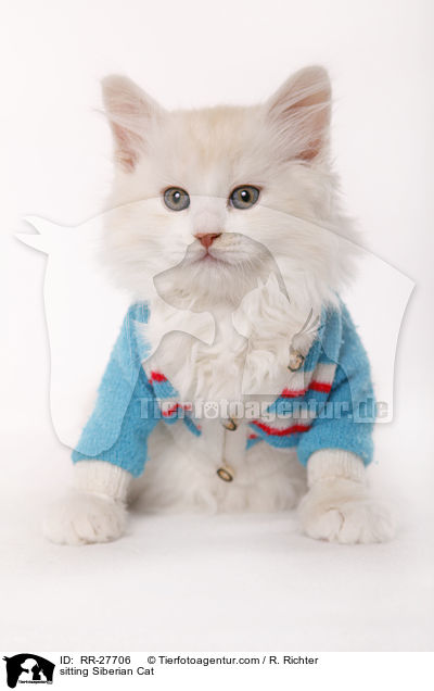 sitting Siberian Cat / RR-27706