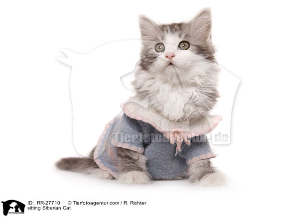sitting Siberian Cat / RR-27710