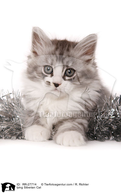 lying Siberian Cat / RR-27714