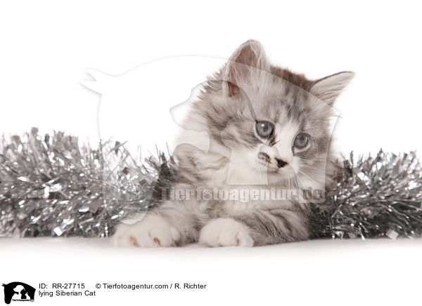 lying Siberian Cat / RR-27715