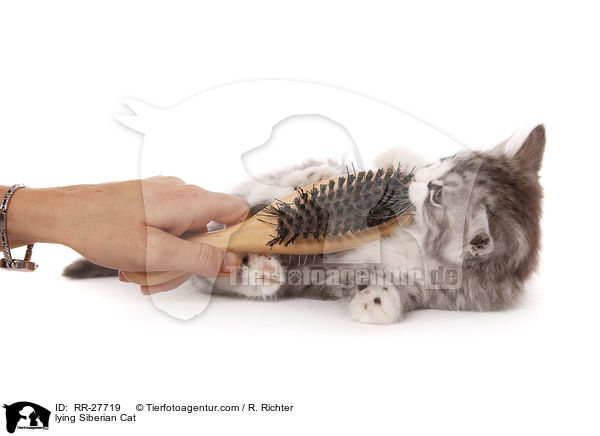liegende Sibirische Katze / lying Siberian Cat / RR-27719