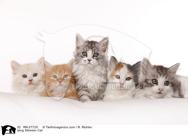 liegende Sibirische Katze / lying Siberian Cat / RR-27725