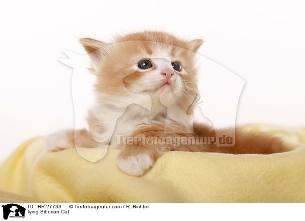 lying Siberian Cat / RR-27733