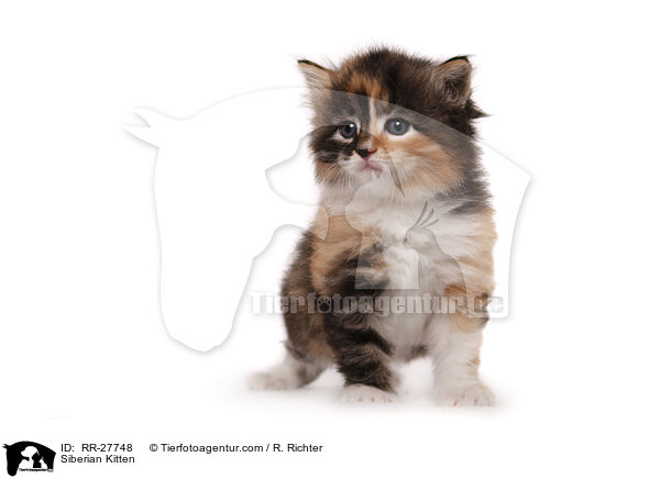 Siberian Kitten / RR-27748