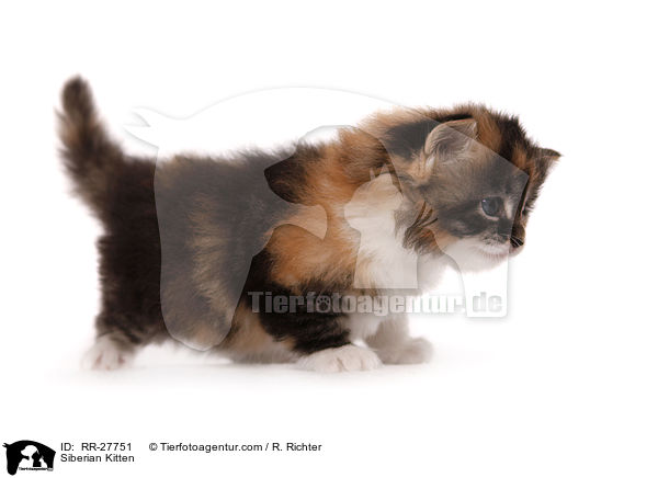 Siberian Kitten / RR-27751