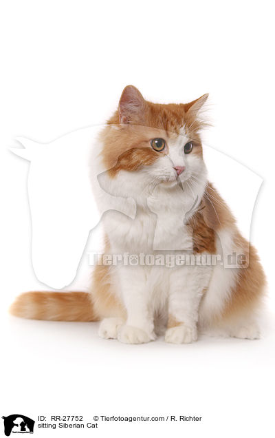 sitzende Sibirische Katze / sitting Siberian Cat / RR-27752