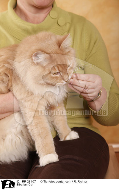 Sibirische Katze / Siberian Cat / RR-28107