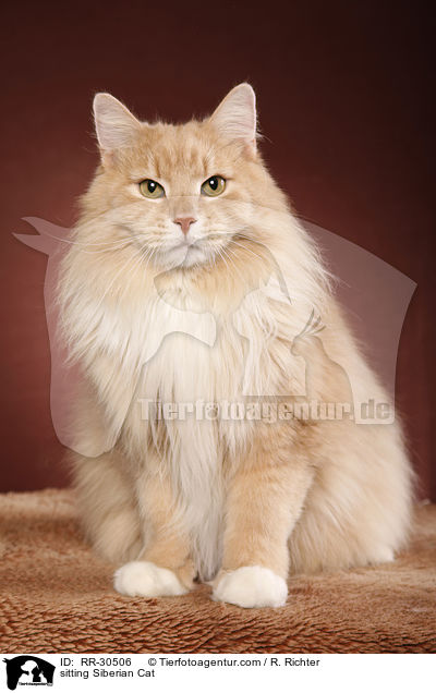 sitting Siberian Cat / RR-30506