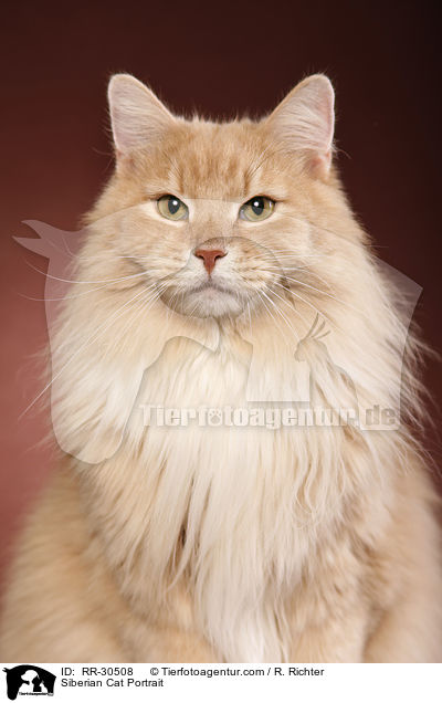 Siberian Cat Portrait / RR-30508