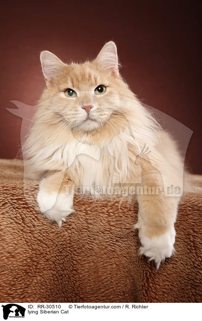 lying Siberian Cat / RR-30510