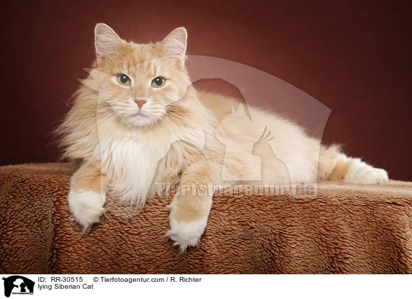lying Siberian Cat / RR-30515