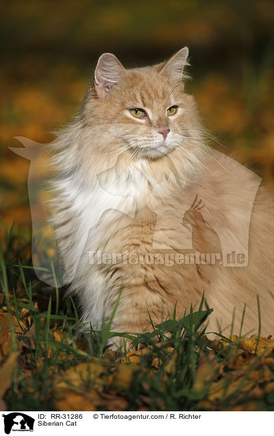 Siberian Cat / RR-31286