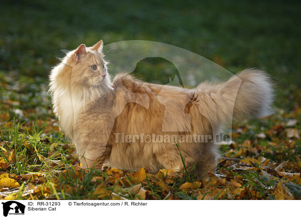 Siberian Cat / RR-31293