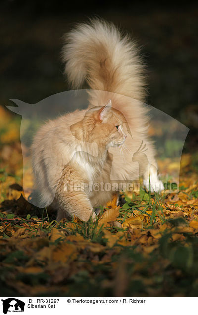 Siberian Cat / RR-31297