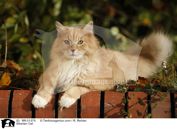Sibirische Katze / Siberian Cat / RR-31370
