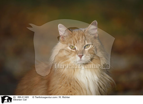 Siberian Cat / RR-31385