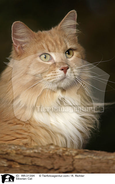 Siberian Cat / RR-31394