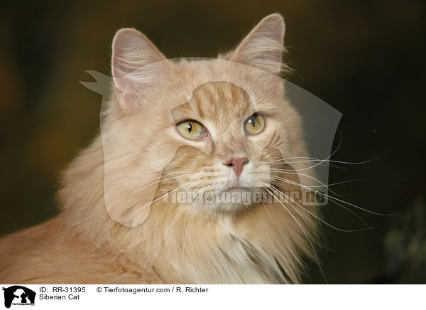 Sibirische Katze / Siberian Cat / RR-31395