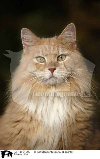 Sibirische Katze / Siberian Cat / RR-31398