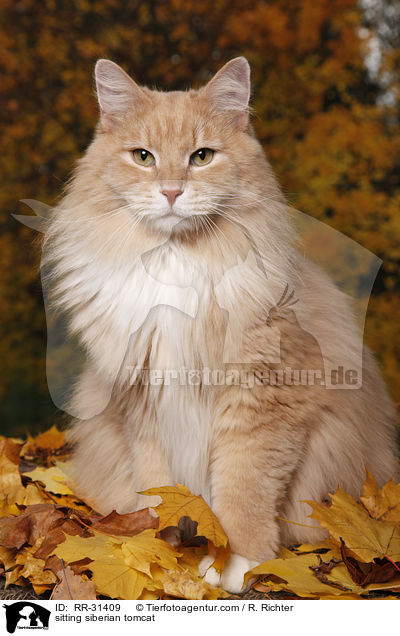 sitzender Sibirischer Kater / sitting siberian tomcat / RR-31409