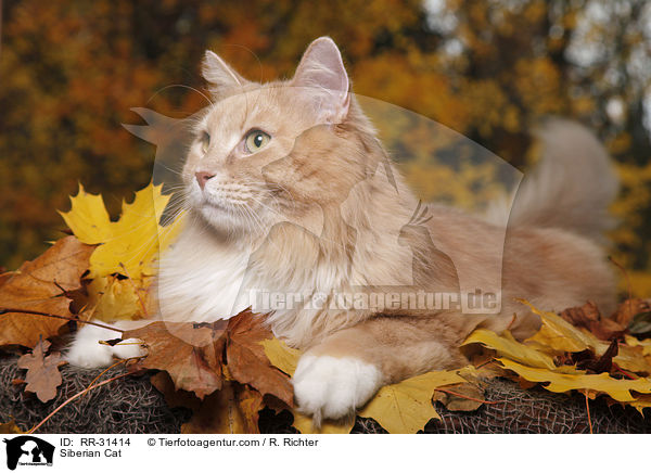 Siberian Cat / RR-31414