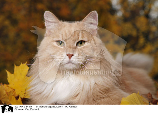 Siberian Cat Portrait / RR-31415
