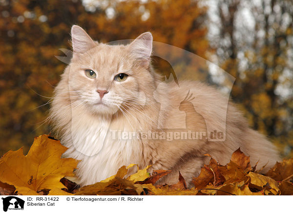 Siberian Cat / RR-31422