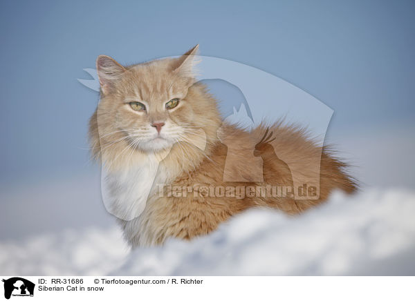 Siberian Cat in snow / RR-31686