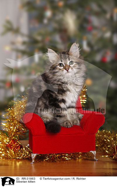Sibirisches Ktzchen / Siberian kitten / RR-31863