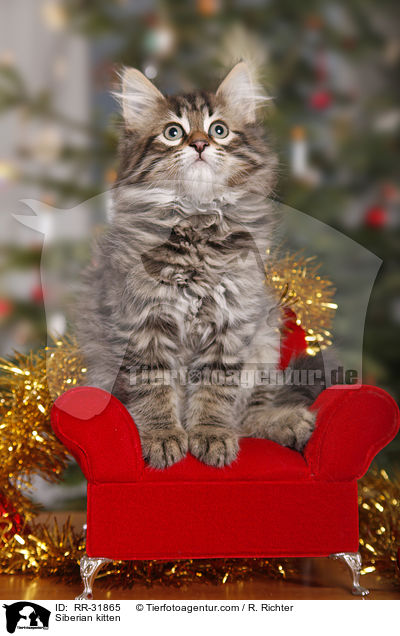 Sibirisches Ktzchen / Siberian kitten / RR-31865