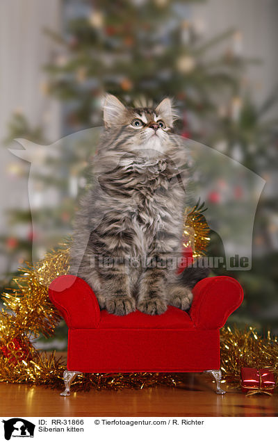 Siberian kitten / RR-31866