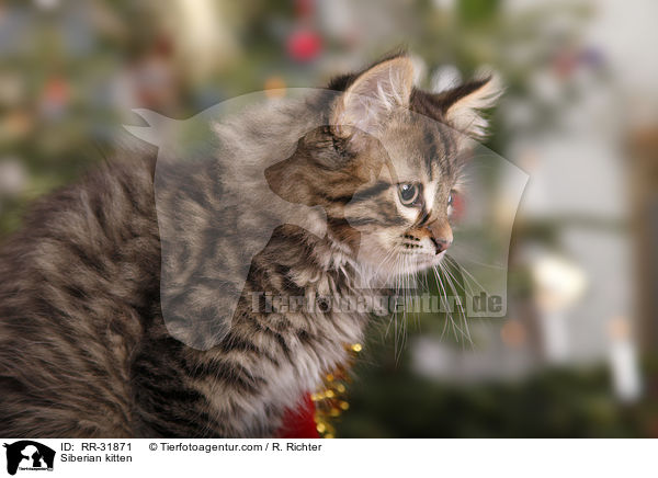 Siberian kitten / RR-31871