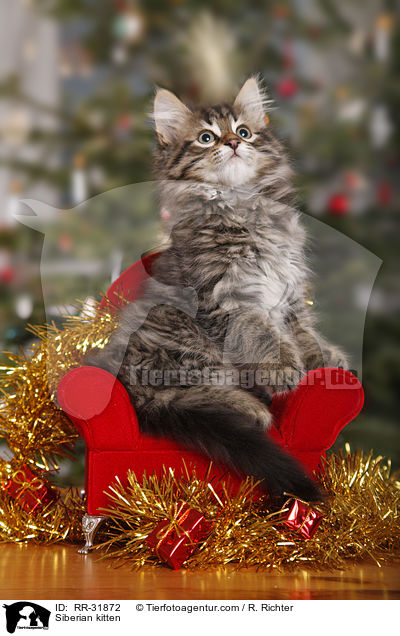 Siberian kitten / RR-31872