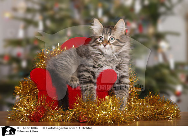 Siberian kitten / RR-31884