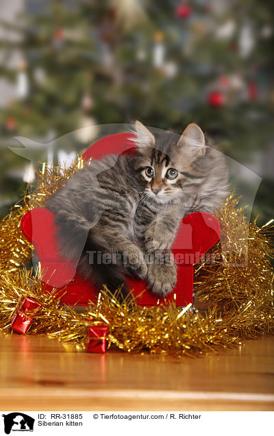 Sibirisches Ktzchen / Siberian kitten / RR-31885