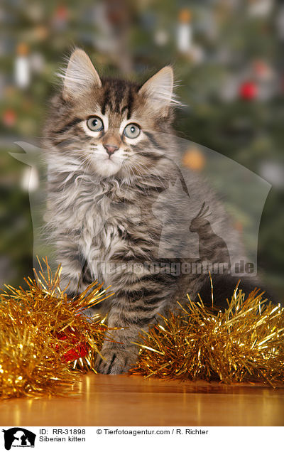 Sibirisches Ktzchen / Siberian kitten / RR-31898