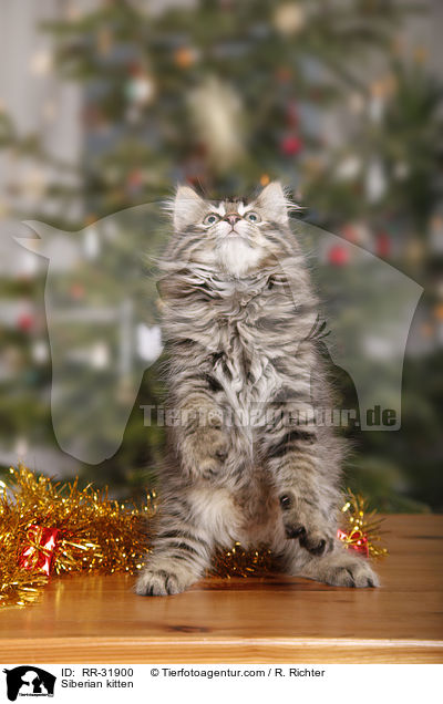 Siberian kitten / RR-31900