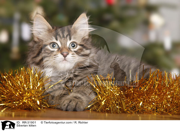Sibirisches Ktzchen / Siberian kitten / RR-31901