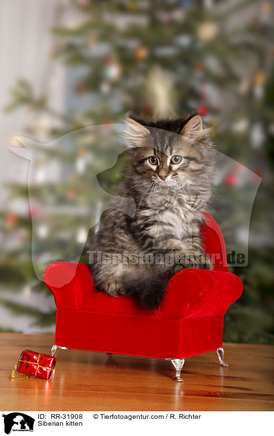 Sibirisches Ktzchen / Siberian kitten / RR-31908