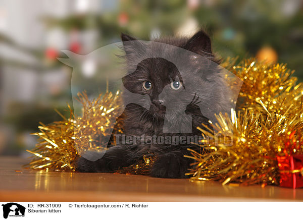 Sibirisches Kätzchen / Siberian kitten / RR-31909