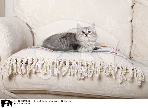 Sibirisches Ktzchen / Siberian kitten / RR-31923