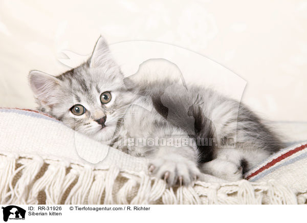 Sibirisches Ktzchen / Siberian kitten / RR-31926