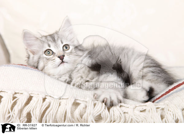 Sibirisches Ktzchen / Siberian kitten / RR-31927