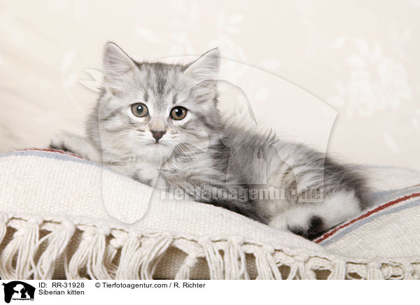 Sibirisches Ktzchen / Siberian kitten / RR-31928