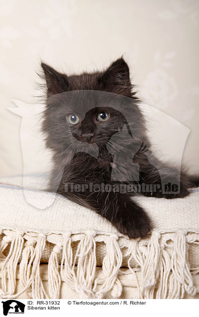 Sibirisches Ktzchen / Siberian kitten / RR-31932