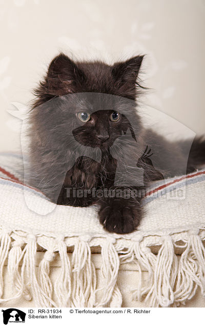 Sibirisches Ktzchen / Siberian kitten / RR-31934