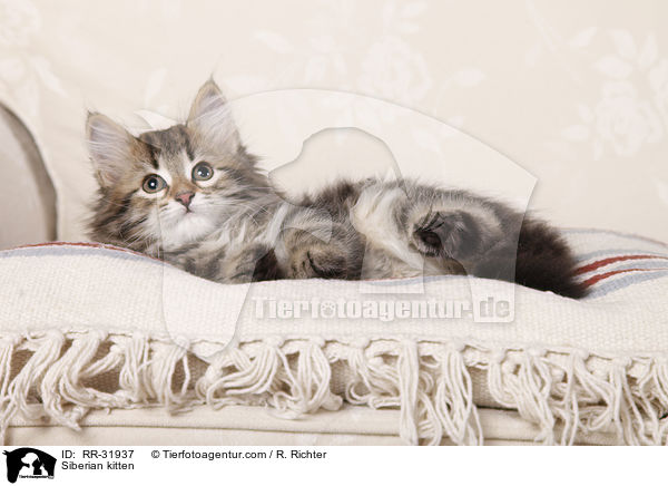 Sibirisches Ktzchen / Siberian kitten / RR-31937