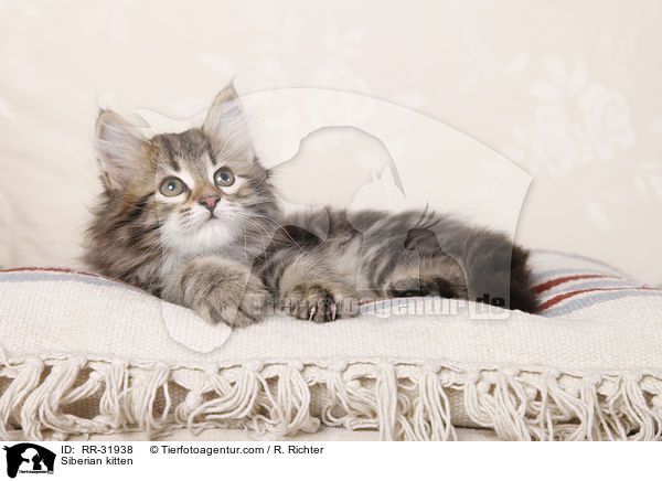 Sibirisches Ktzchen / Siberian kitten / RR-31938