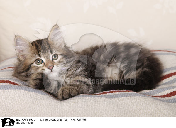 Sibirisches Ktzchen / Siberian kitten / RR-31939
