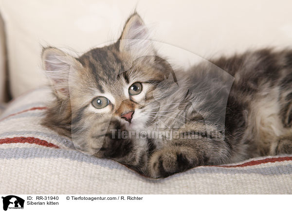 Sibirisches Ktzchen / Siberian kitten / RR-31940